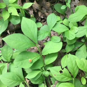 Euonymus obovatus.jpeg