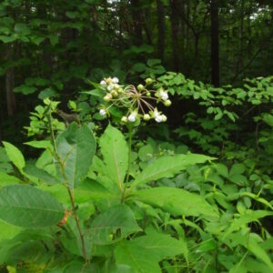 Asclepias exaltata.jpeg