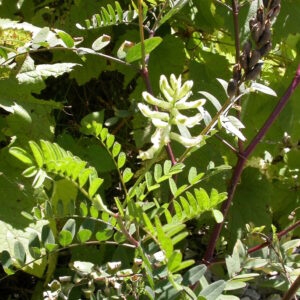 Astragalus canadensis.jpeg