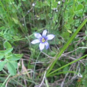 Sisyrinchium montanum.jpg