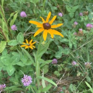 Rudbeckia hirta.jpg