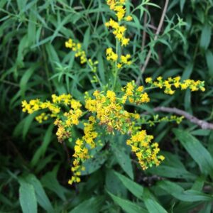 Rough-leaved Goldenrod