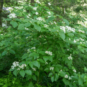 round leaf large shot.jpg