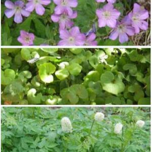 GMG Woodland Pamphlet 2019sm_cover_Page_