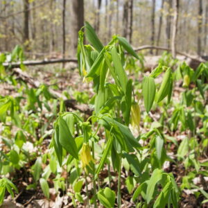 Uvularia grandifolia.jpeg