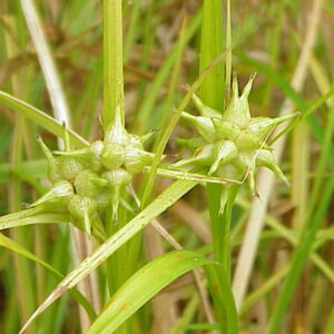 Carex_grayi1.jpg