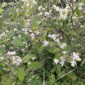 Clematis virginiana.jpg