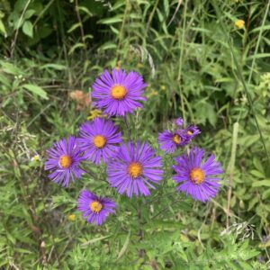Symphyotrichum novae-angliae.jpg