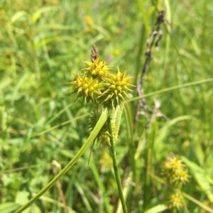Carex flava.jpeg
