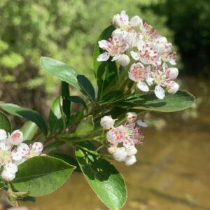 Aronia melanocarpa.jpg