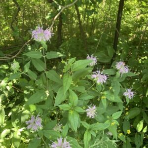 Monarda fistulosa.jpg