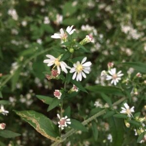 Symphyotrichum lateriflorum.jpg