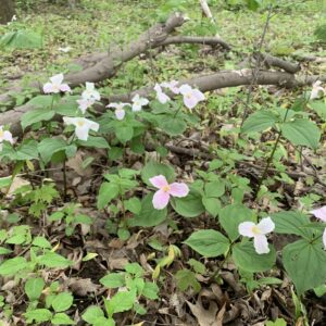 Trillium grandiflorum.jpg
