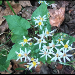 wood aster.png