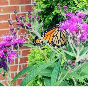 Screen Shot 2020-08-07 at 5.03.03 AM.png