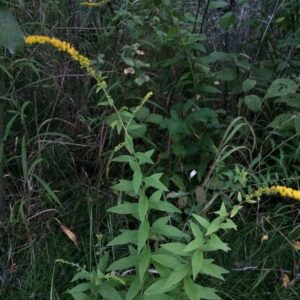 Solidago rugosa.jpg