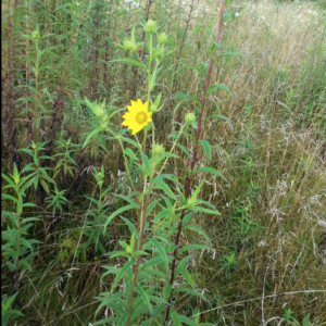 Screen Shot 2020-08-07 at 5.19.40 AM.png