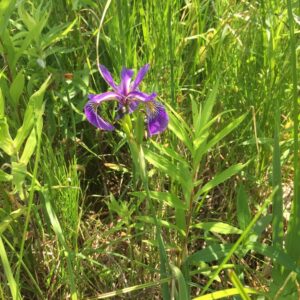 Iris versicolor.jpeg