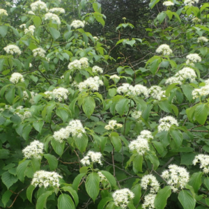 Screen Shot 2022-01-17 at 12.27.45 AM.png