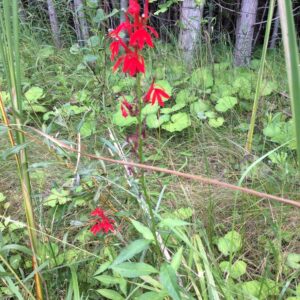 Lobelia cardinalis.jpeg