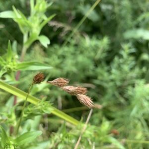Carex scoparia.jpg