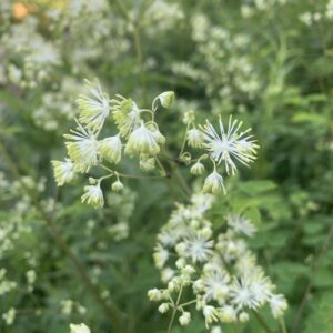 Thalictrum pubescens.jpg