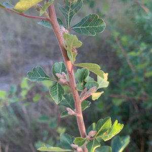 Screen Shot 2022-01-17 at 12.01.29 AM.png