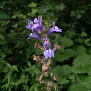 Lobelia siphilitica.jpg