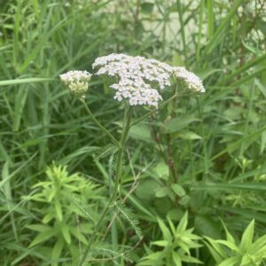 Yarrow.jpg