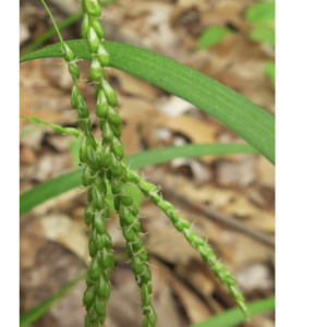 Screen Shot 2022-01-17 at 1.18.43 AM.png