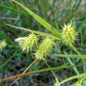 Carex_hystericina_NRCS-1.jpg