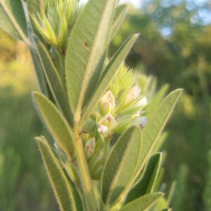 Lespedeza capitat.jpeg