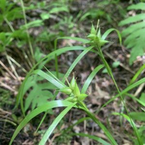 Carex intumescens.jpg