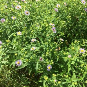 Symphyotrichum puniceum.jpg