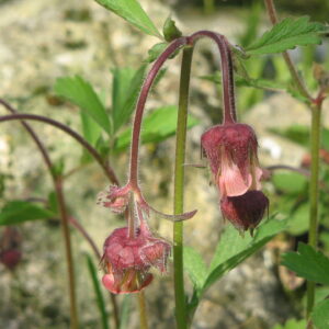 Geum_rivale_flowers.jpg