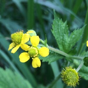 large leaved avens 3 cc-BY.jpg