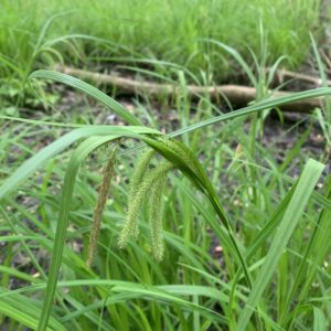 Carex crinita_2.jpeg