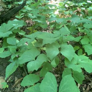 Jeffersonia diphylla.jpg