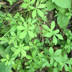 Potentilla simplex.jpeg