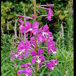 Screen Shot 2022-01-17 at 12.21.59 AM.png