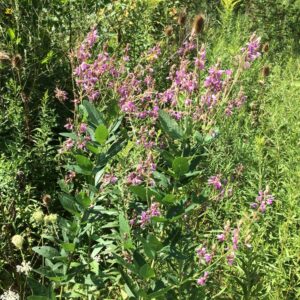 Desmodium canadense.jpg