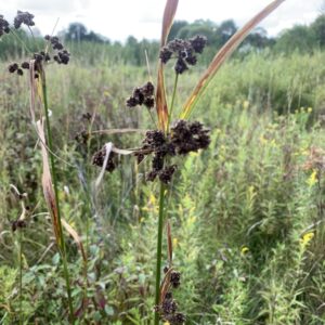 Green Bulrush.jpg