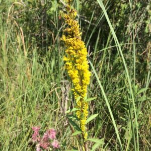 Solidago uliginosa.jpeg