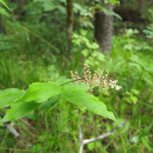 Maianthemum racemosum.jpeg