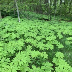 Podophyllum peltatum.jpg