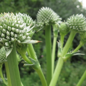 Screen Shot 2020-08-07 at 5.31.19 AM.png