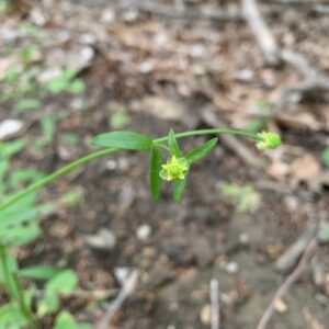 Ranunculus abortivus.jpg