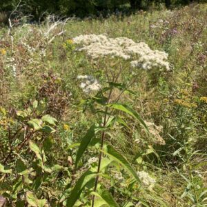 Eupatorium perfoliatum.jpg