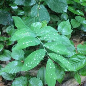 Polygonatum pubescens.jpg