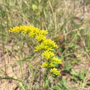 Solidago nemoralis.jpeg
